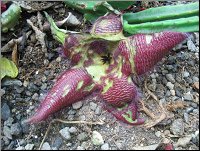 Stapelia 5 du jardin 